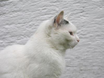 Weiße Katze auf weißem Grund :o))