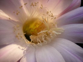 In die Kaktusblüte geschaut ...