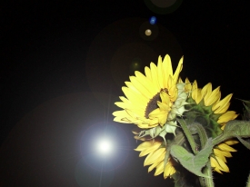 Sonnenblumen bei Nacht