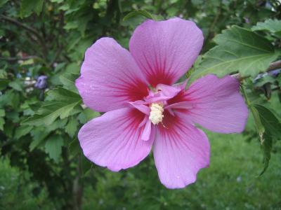 blühender Hibiskus 3