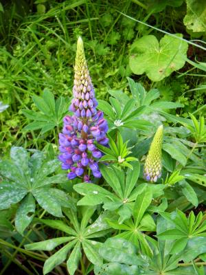 Letzte Lupine?