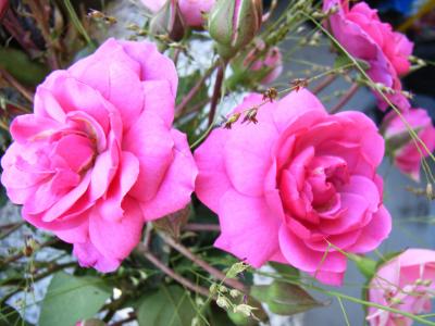 Rosen in Pink