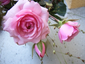 Rosen in rosé