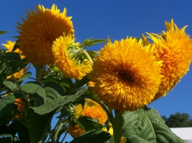 gefüllte Sonnenblumen