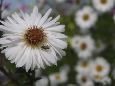 Weiße Blüte mit Fliegenbesuch