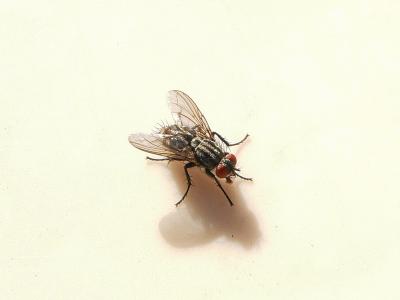 eine simple Fliege