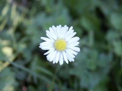 Gänseblümchen