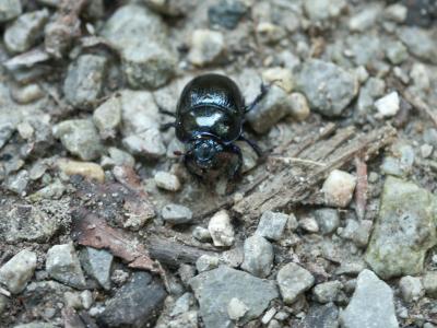 Ein dicker schwarzer Käfer