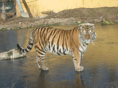 tiger on ice