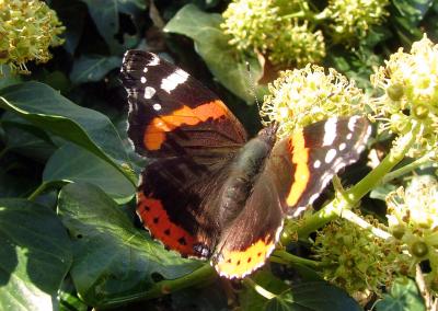 Schmetterling