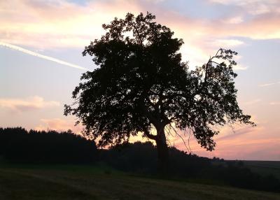 Baum im Sonnenuntergang 2