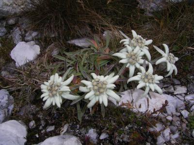 Edelweiss