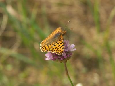 Schmetterling 2