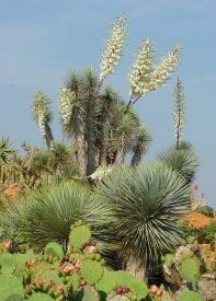 Botanicactus