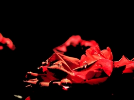 romantische rose