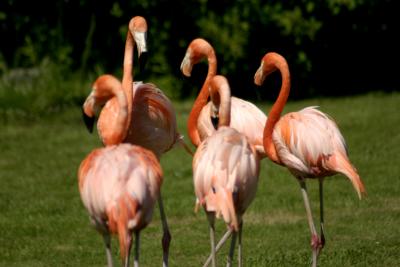 Gruppe Flamingos