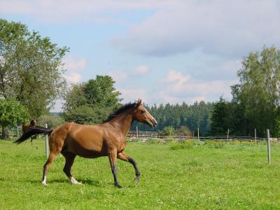 Pferde und Natur