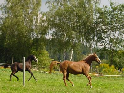 Pferde und Natur