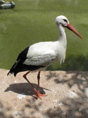 Storch