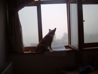 Jeannie am Nebelfenster