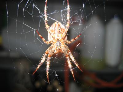 das Spinnennetz