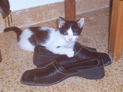 Katze im Schuh