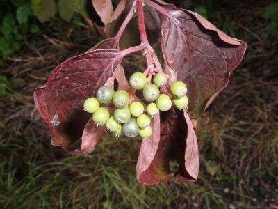 Herbstfrüchte