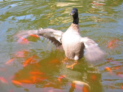 Ente und Golfische