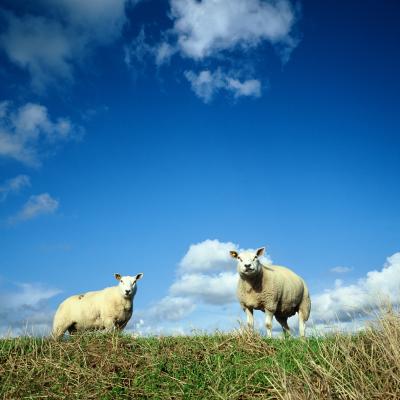 Schafe auf Düne