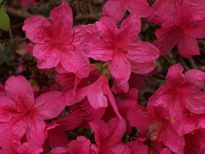 Pinker Rhododendron