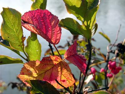 Herbstblätter im Sonnenlicht