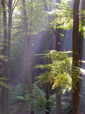 Bäume in der Herbstsonne