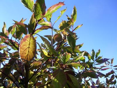 Altweibersommer