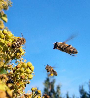 Bienen im Flug