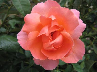 ...die letzten Rosen aus meinem Garten 1