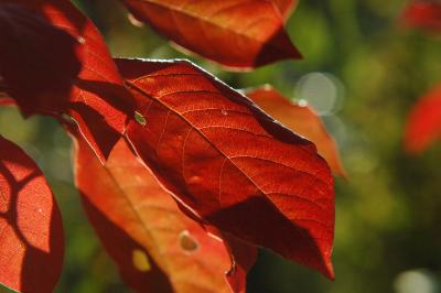 Herbstlaub des Tupelobaumes