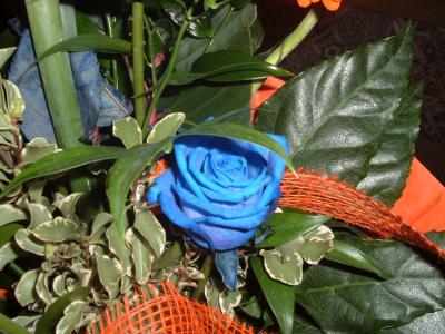 Strelizien mit blauen Rosen