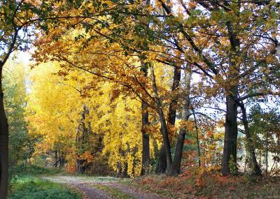 Goldener Herbst_1