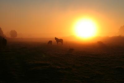 Pferde im Morgengrauen