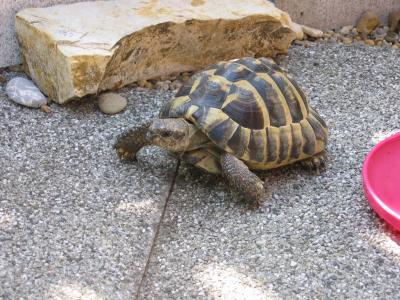 Schildkröte on Tour