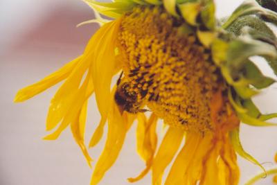 Hummel in einer Sonnenblume