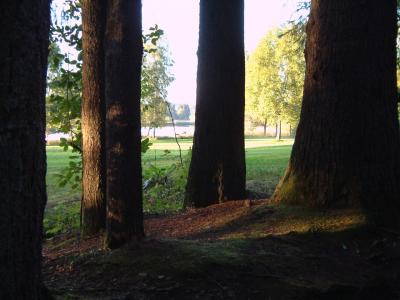 Baumstämme im Abendlicht