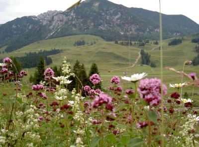 Oben auf der Alm