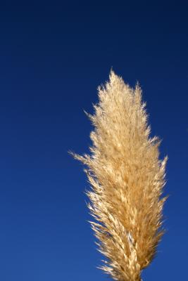 Gras vor Blau