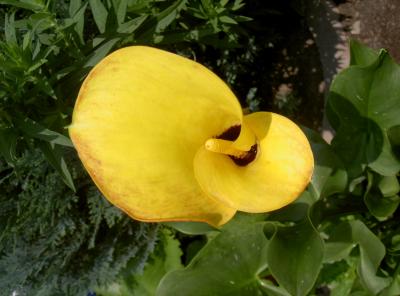 Blüte  der farbigen Calla