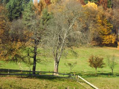 Herbstwald