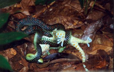 Gecko von Schlange gefangen