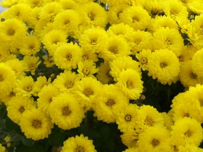 gelbe Chrysantheme