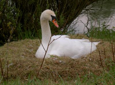 Schwan im Nest