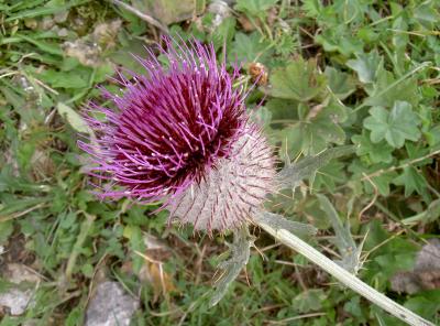 Distel